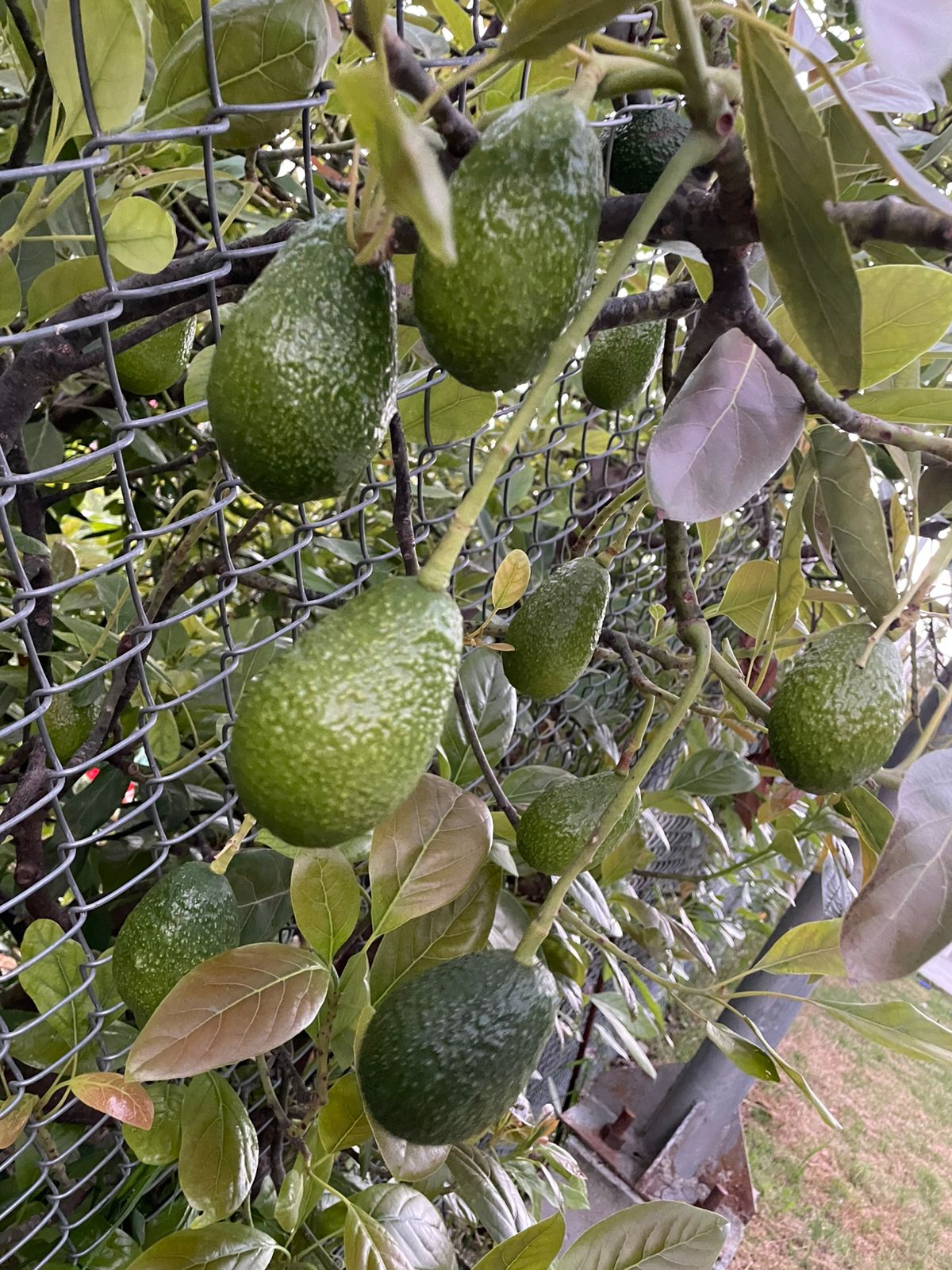 Palto cultivado con riego por goteo, cercado con malla